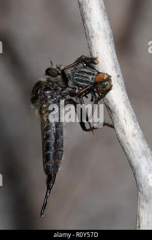 Robber Fly, Efferia sp., female, with prey Stock Photo