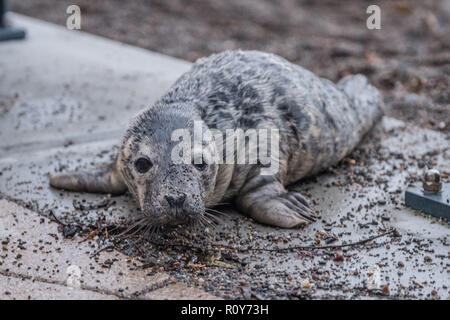 Aberystwyth Wales UK, November 7th 2018 A young Atlantic seal pup has been washed up by the storms onto the beach at Aberystwyth on the Cardigan Bay coast of west wales. Crowds of concerned onlookers soon gathered to take photographs and to try to prevent it from crawling over the promenade and into the paths of passing vehicles. As darkness feel the pup, which is apparently fully weaned and able to feed itself, was hunkered down on the beach as the tide came in. Experts from the British Divers Marine Life Rescue (BDMLR) team then rescued the pup. Photo credit: Keith Morris / Alamy Live News Stock Photo