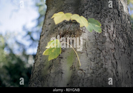 08 November 2018, North Rhine-Westphalia, Düsseldorf: A fallen leaf has got caught in a park on a branch of the tree. Photo: Martin Gerten/dpa Stock Photo