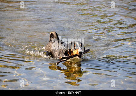 Appenzell swiss mountain dog with a stick in his mouth on the river. Stock Photo