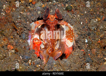 Spearing  Mantis Shrimp, Lysiosquillina lisa. Tulamben, Bali, Indonesia. Stock Photo