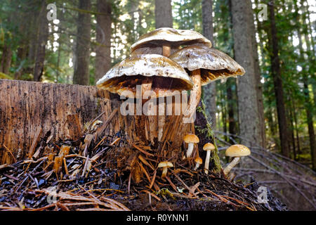 A group of forest mushrooms growing out of an old Douglas-fir stump in a temperate rain forest in the Cascade Mountains of central Oregon. Stock Photo