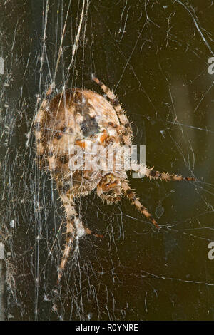 A large cross orbweaver spider, Araneus diadematus, hanging from strands of silk in its web. Stock Photo