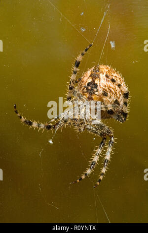Detail of  a large cross orbweaver spider, Araneus diadematus, hanging from silk strands in its web. Stock Photo