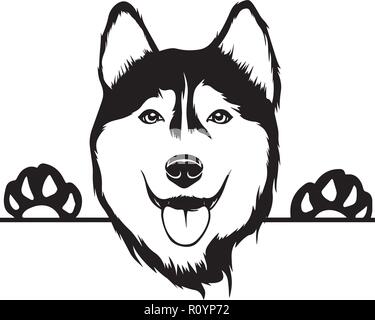 Siberian Husky Peeking Dog - head isolated on white - vector stock ...
