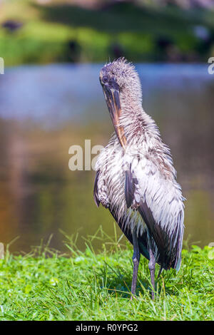 Wood stork (Mycteria americana). Anhinga trail. Everglades National Park. Florida. USA Stock Photo