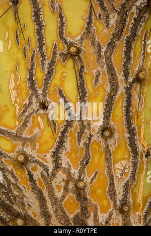 Patterns on prickly pear cactus, Opuntia spp., Sonoran desert , Arizona Stock Photo