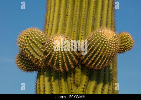 saguaro, (Carnegiea gigantea), Arizona Stock Photo