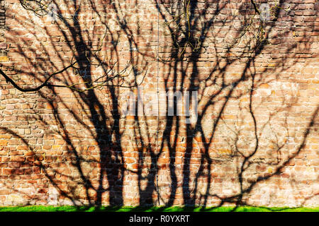 picture with shadows of a tree on an old brick wall Stock Photo