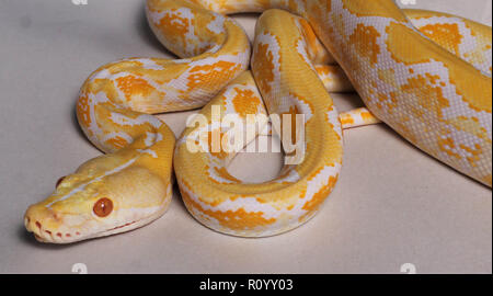 Amelanistic Reticulated Python Stock Photo