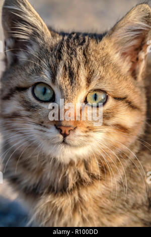Portrait of a cute small cat with green eyes. Close up Stock Photo