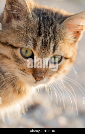 Portrait of a cute small cat. Close up Stock Photo