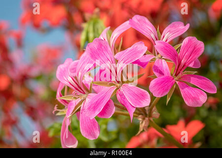 Closeup of a pink flowering cascading geranium or Pelargonium peltatum plant on a sunny day. Stock Photo