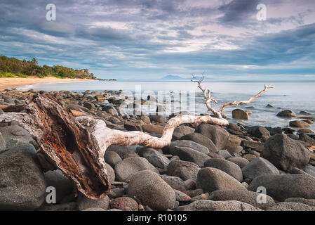 A large Paperbark tree limb has washed up on the boulder strewn coastline pointing north from Cairns to Port Douglas in Queensland, Australia. Stock Photo