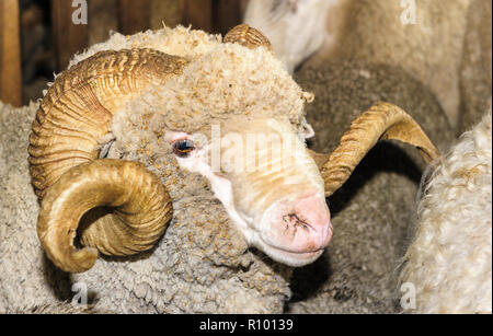 Stud Merino ram with it ewes awaits shearing in the sheep pen attached to the shearing shed in the New England Tablelands of Northern New South Wales.