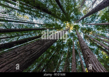 Skyward perspective of the mighty Sequoia or Redwood forest at East Warburton in Victoria's Warburton Valley. Stock Photo