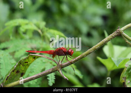 Scarlet skimmer or Crimson darter , Red Dragonfly on a branch with natural green background Stock Photo