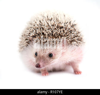 african pygmy hedgehog isolated on white background Stock Photo