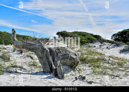 Giant weathered tree stump and trunk of a dead sand oak tree in the sand dunes along the panhandle Florida Gulf coast, USA. Stock Photo