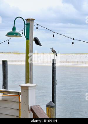 Great Blue Heron, Ardea herodias, a water bird, standing on a mooring piling at the HarborWalk (Harbor Walk) Marina in Destin, Florida USA. Stock Photo