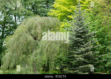 TREE Betula pendula Youngii Stock Photo