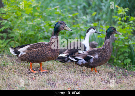 three ducks walking on dry grass Stock Photo