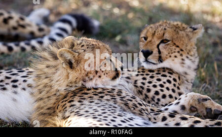 Cheetah, (Acinonyx jubatus), 2 two, laying, yearling offspring resting head on mother, Africa