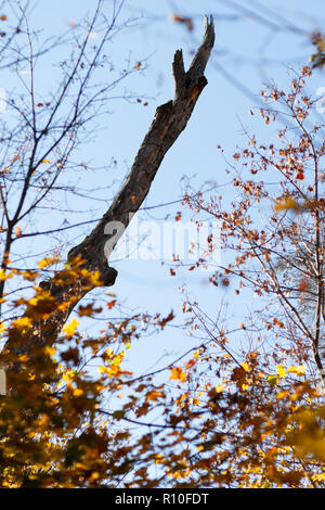 Broken tree in the forest during autumn Stock Photo