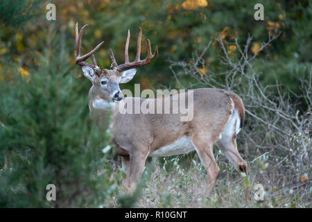 An alert, mature buck whitetail deer with big antlers standing at the edge of a forest. Stock Photo