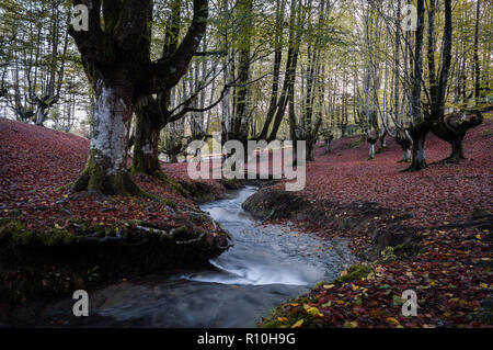 Colorful beech forest, with a nice stream passing between the big trees of the Otzarreta forest, with the ground full of fallen autumn red leaves, in  Stock Photo