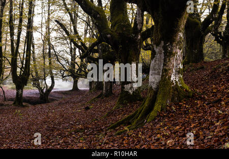 Colorful beech forest, with a nice stream passing between the big trees of the Otzarreta forest, with the ground full of fallen autumn red leaves, in  Stock Photo
