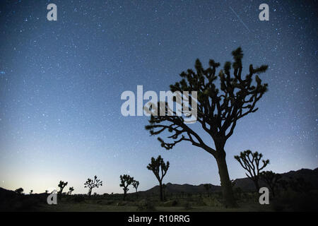 Night sky in Joshua Tree National Park, California, USA Stock Photo