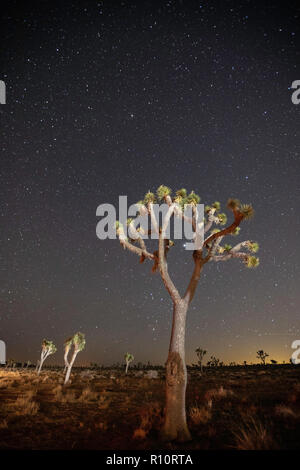 Joshua Tree, Yucca brevifolia, photographed at night in Joshua Tree National Park, California, USA Stock Photo