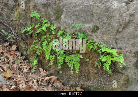 Southern Maidenhair Fern (adiantum capillus-veneris) clings to a rock. Photographed in the Kziv stream nature reserve, upper Galilee, Israel Stock Photo