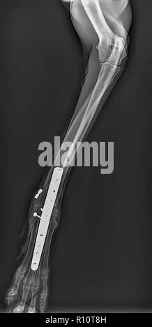 X-ray of a dog's front right leg at a veterinary surgery. Metal fixture and screws can be seen Stock Photo