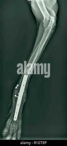 X-ray of a dog's front right leg at a veterinary surgery. Metal fixture and screws can be seen Stock Photo