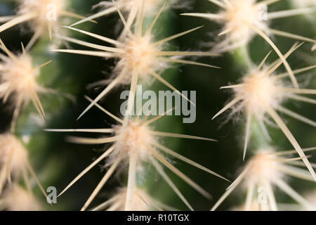 Close up of cactus long thorns texture. Stock Photo