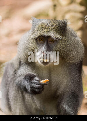 Monkey eating bread Stock Photo