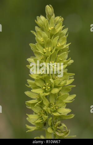 Green False helleborine,  Veratrum lobelianum, in flower in alpine pastures, Slovenia. Stock Photo