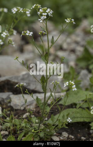 Cardaminopsis halleri, in flower in limestone pasture, Julian Alps, Slovenia. Stock Photo