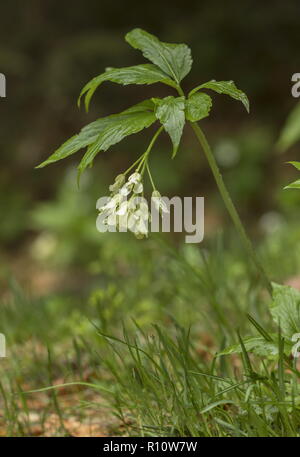 Nine-leaved toothwort, Cardamine enneaphylla, in flower in woodland, Slovenia. Stock Photo