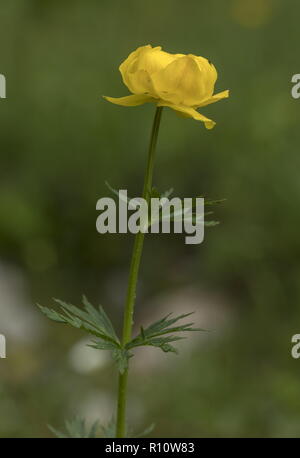 Globe flower, Trollius europaeus, in mountain meadow. Stock Photo