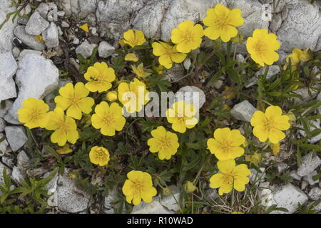 Alpine cinquefoil, Potentilla crantzii, in flower at high altitude. Stock Photo