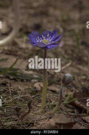 Hepatica, Hepatica nobilis, in flower in early spring, just after snow-melt. Slovenia. Stock Photo