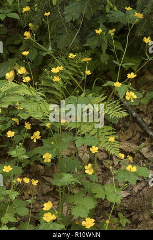 Woolly Buttercup, Ranunculus lanuginosus, in flower in montane woodland, Slovenia Stock Photo