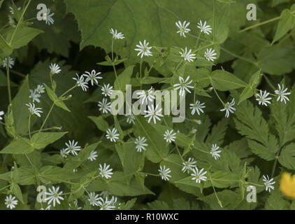 Wood Stitchwort, Stellaria nemorum, in flower in light woodland. Stock Photo