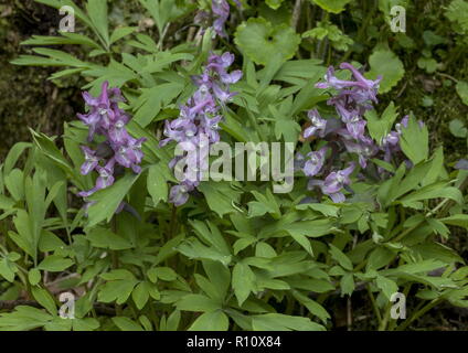 Hollow Corydalis, Corydalis cava in flower in woodland, Slovenia. Stock Photo