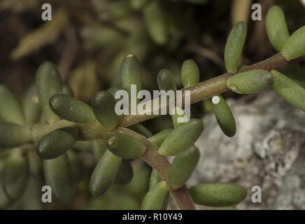 Egg of Chequered Blue Butterfly, Scolitantides orion on Sedum leaves, Slovenia. Stock Photo