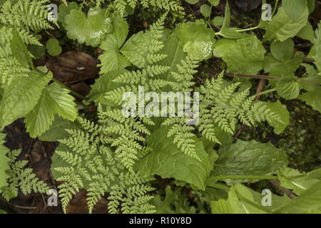 Alpine bladder fern, Cystopteris montana, in montane woodland, Julian Alps, Slovenia. Stock Photo