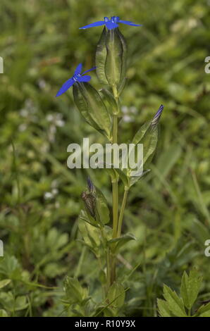 Bladder gentian, Gentiana utriculosa, in flower in mountain pasture, Slovenia. Stock Photo